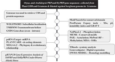 Identification and analysis of proline-rich proteins and hybrid proline-rich proteins super family genes from Sorghum bicolor and their expression patterns to abiotic stress and zinc stimuli